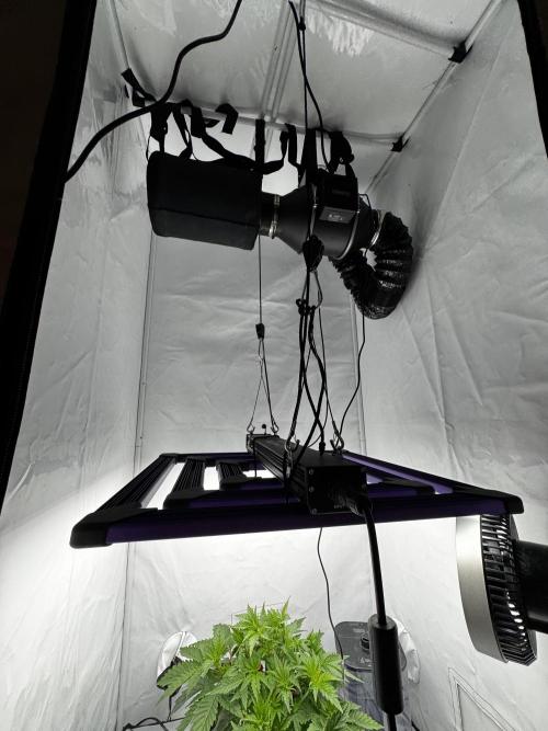 hydroponic Dante’s Cherrycana. Week 6