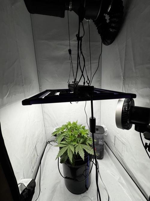 hydroponic Dante’s Cherrycana. Week 6