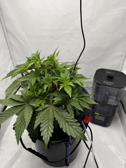 hydroponic Dante’s Cherrycana. Week 6