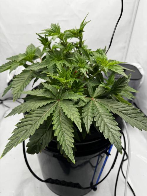 hydroponic Dante’s Cherrycana. Week 6