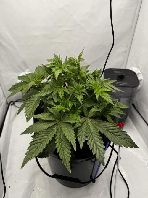 hydroponic Dante’s Cherrycana. Week 6