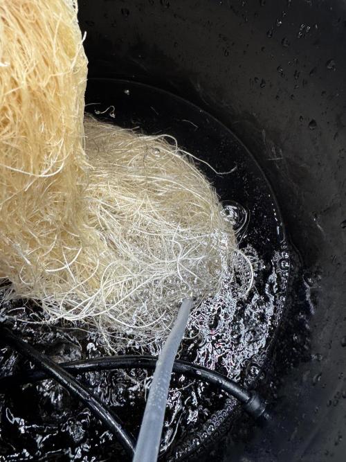 hydroponic Dante’s Cherrycana. Week 6