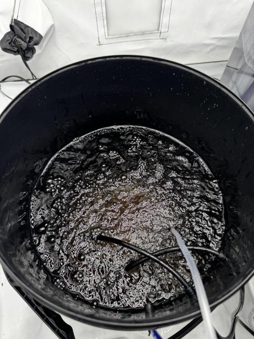 hydroponic Dante’s Cherrycana. Week 6