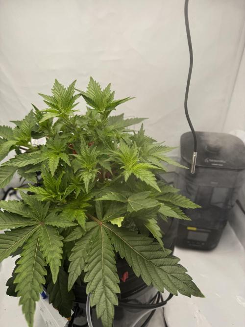 hydroponic Dante’s Cherrycana. Week 6