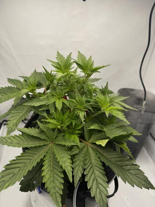 hydroponic Dante’s Cherrycana. Week 6