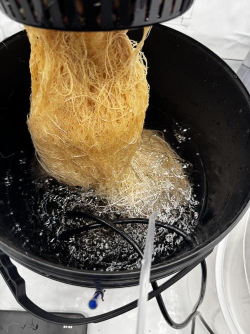 hydroponic Dante’s Cherrycana. Week 6