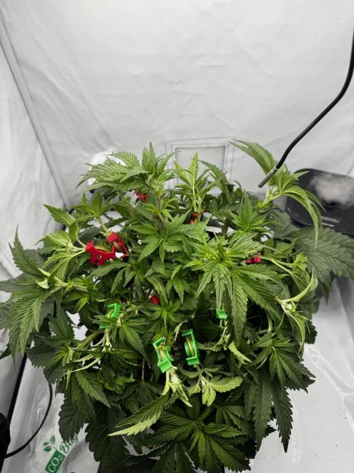 hydroponic Dante’s Cherrycana. Week 7
