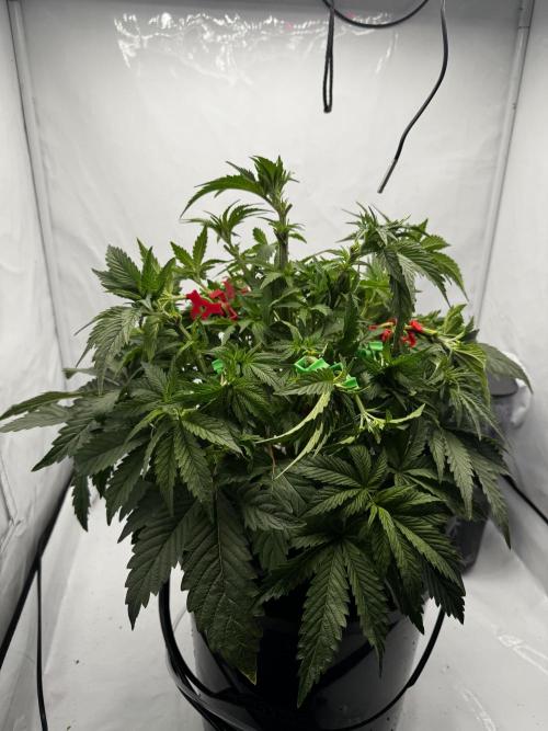 hydroponic Dante’s Cherrycana. Week 7
