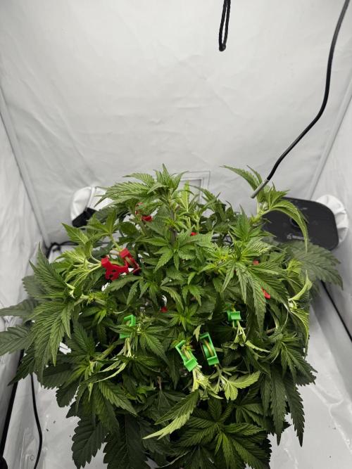 hydroponic Dante’s Cherrycana. Week 7