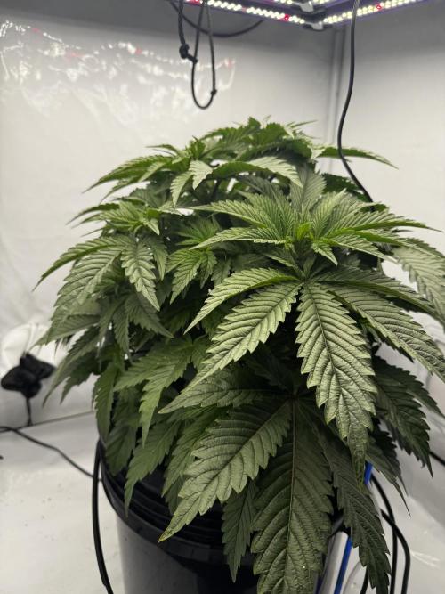 hydroponic Dante’s Cherrycana. Week 7