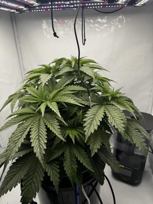 hydroponic Dante’s Cherrycana. Week 7