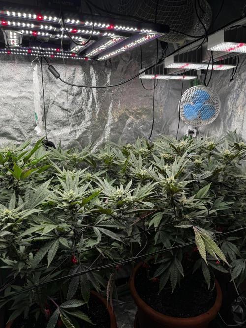 2x Cap Junky Scrog. Week 11