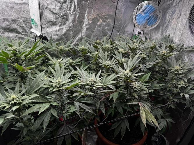 2x Cap Junky Scrog. Week 11