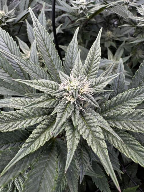 2x Cap Junky Scrog. Week 11