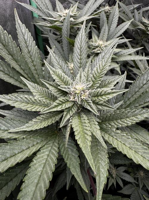 2x Cap Junky Scrog. Week 11