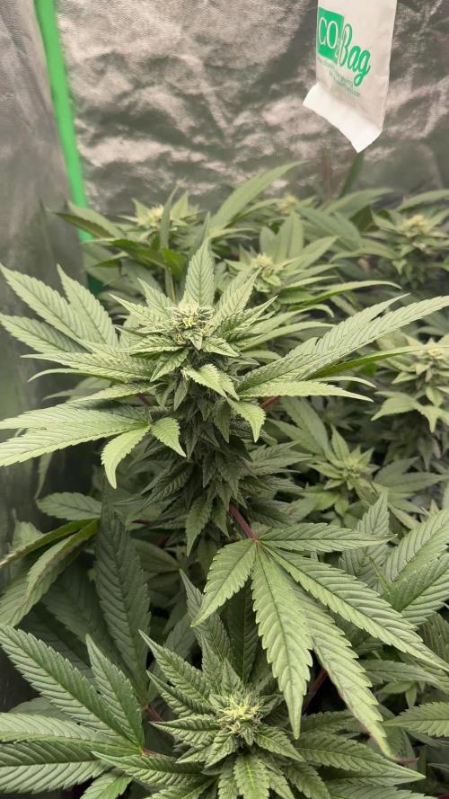 2x Cap Junky Scrog