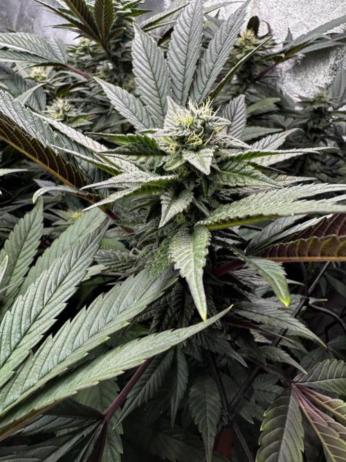2x Cap Junky Scrog. Week 12