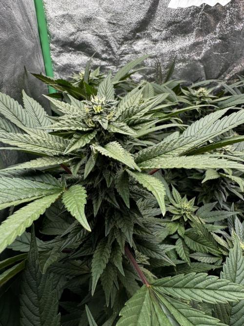 2x Cap Junky Scrog. Week 12