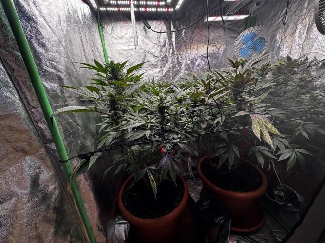 2x Cap Junky Scrog. Week 12