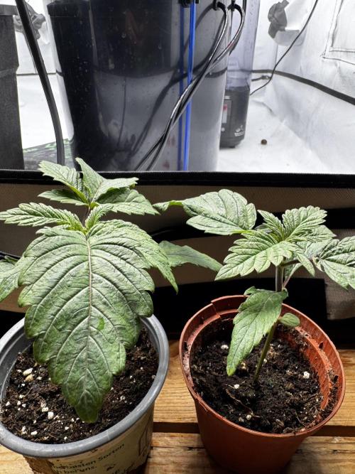 2x Dantes Cherrycana Revers. Week 1