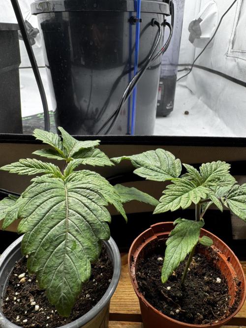 2x Dantes Cherrycana Revers. Week 1