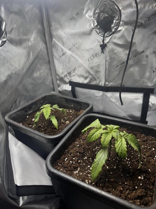 2x Dantes Cherrycana Revers. Week 2