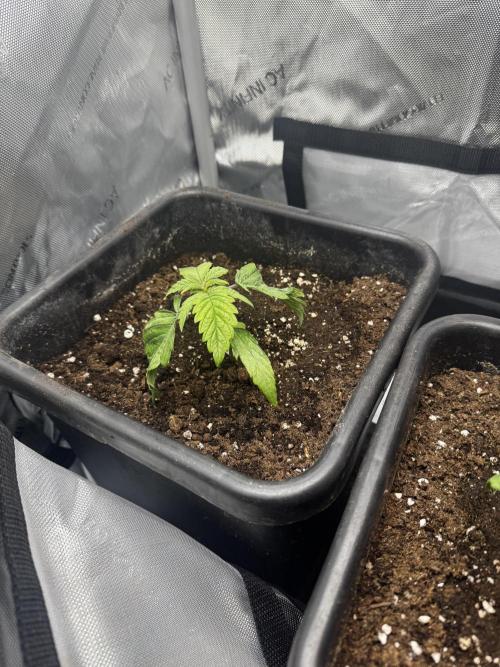 2x Dantes Cherrycana Revers. Week 2