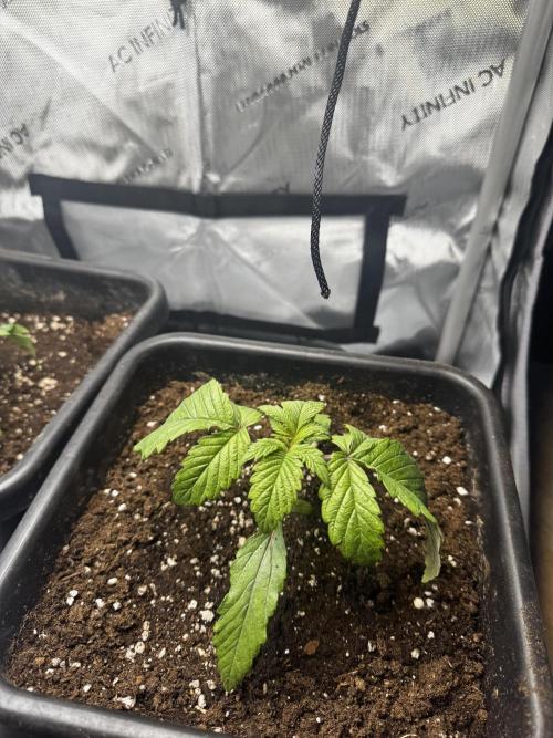 2x Dantes Cherrycana Revers. Week 2