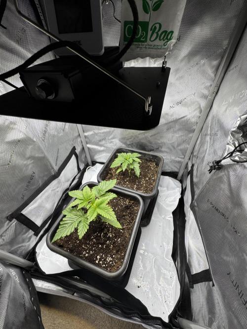 2x Dantes Cherrycana Revers. Week 3
