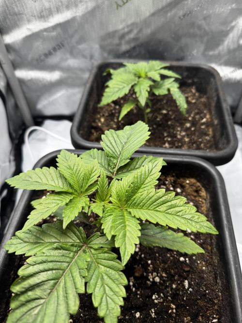 2x Dantes Cherrycana Revers. Week 3