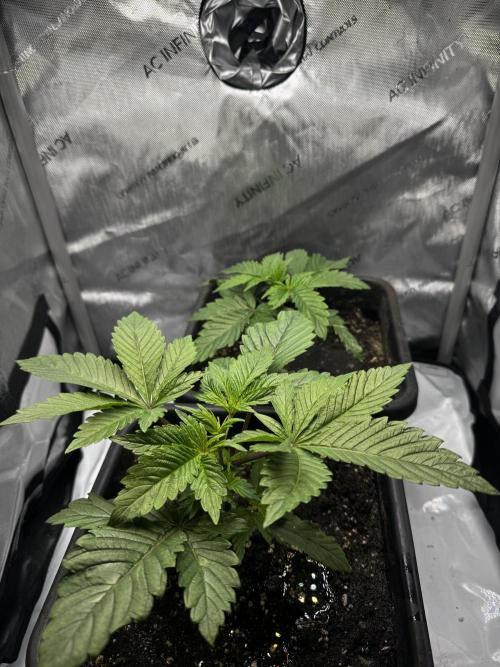 2x Dantes Cherrycana Revers. Week 4