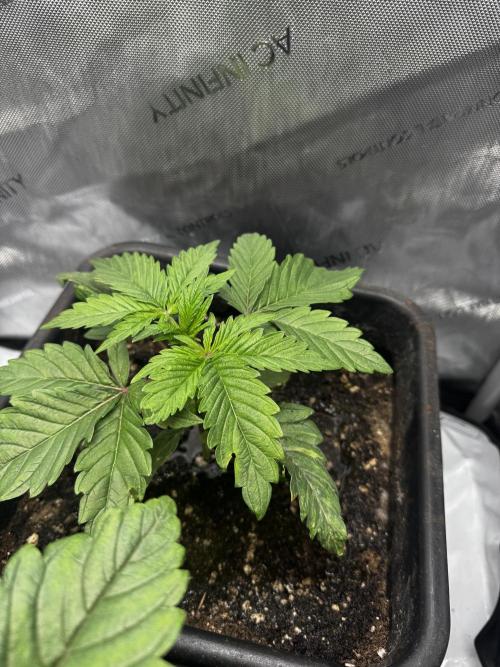 2x Dantes Cherrycana Revers. Week 4