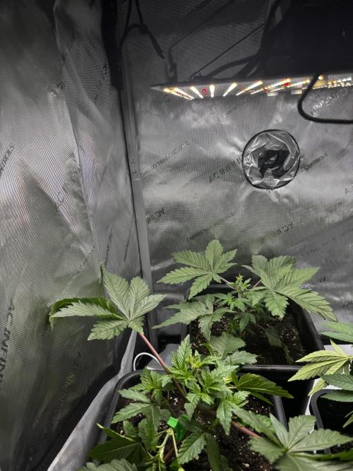2x Dantes Cherrycana Revers. Week 4