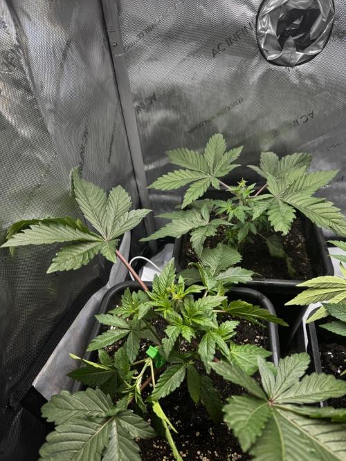 2x Dantes Cherrycana Revers. Week 4