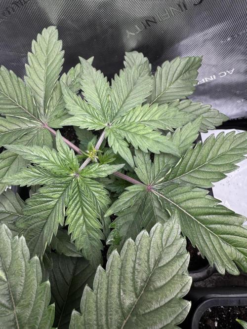 2x Dantes Cherrycana Revers. Week 4