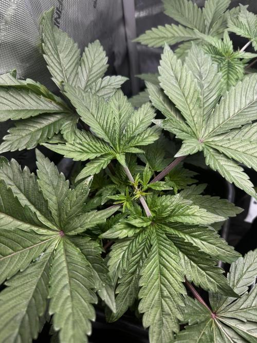 2x Dantes Cherrycana Revers. Week 4