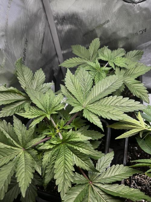 2x Dantes Cherrycana Revers. Week 4