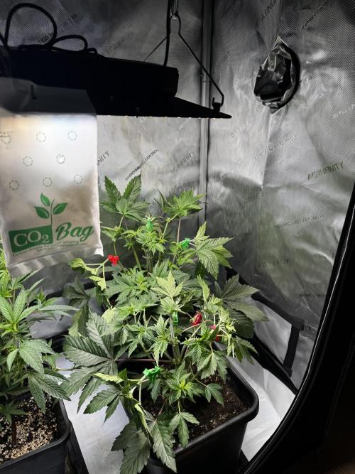 2x Dantes Cherrycana Revers. Week 5