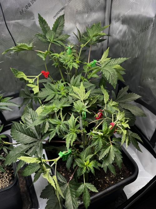 2x Dantes Cherrycana Revers. Week 5
