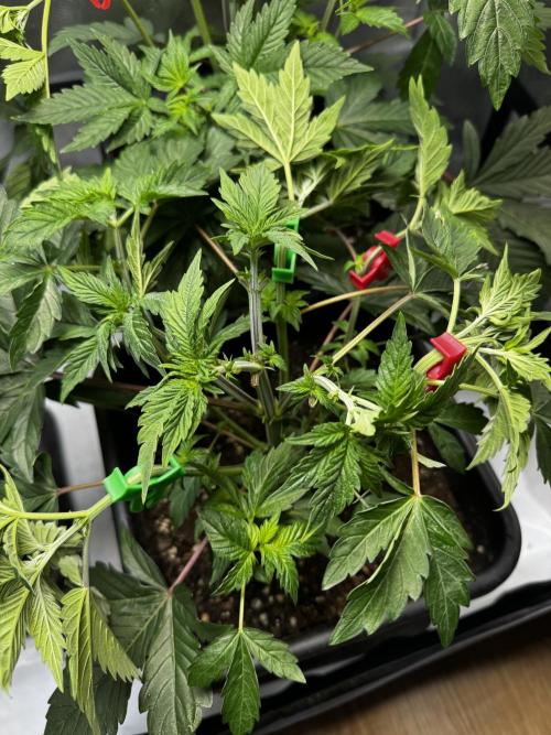 2x Dantes Cherrycana Revers. Week 5