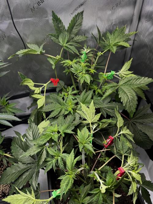 2x Dantes Cherrycana Revers. Week 5