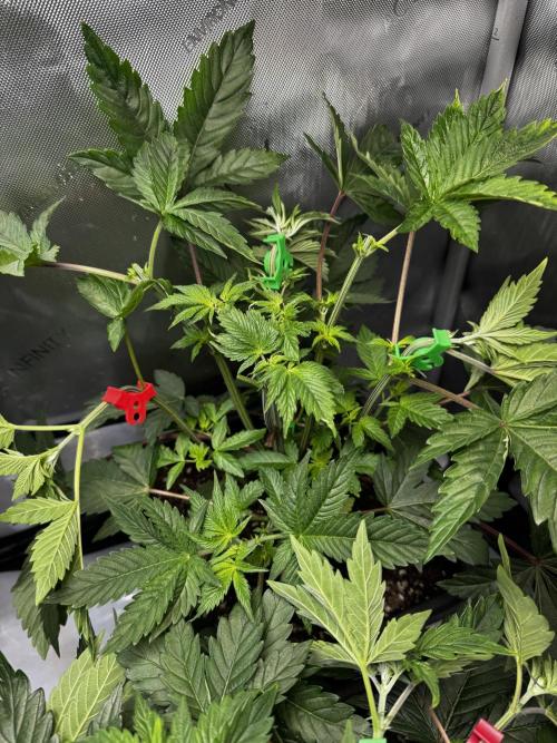 2x Dantes Cherrycana Revers. Week 5