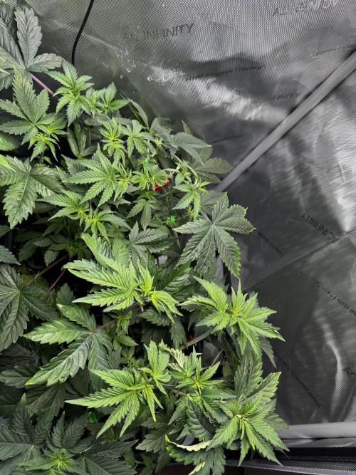 2x Dantes Cherrycana Revers. Week 6