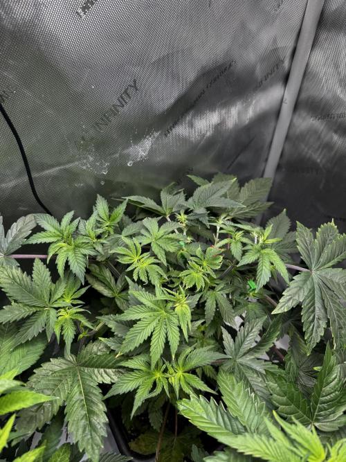 2x Dantes Cherrycana Revers. Week 6
