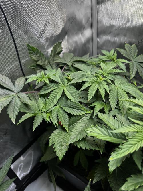 2x Dantes Cherrycana Revers. Week 6