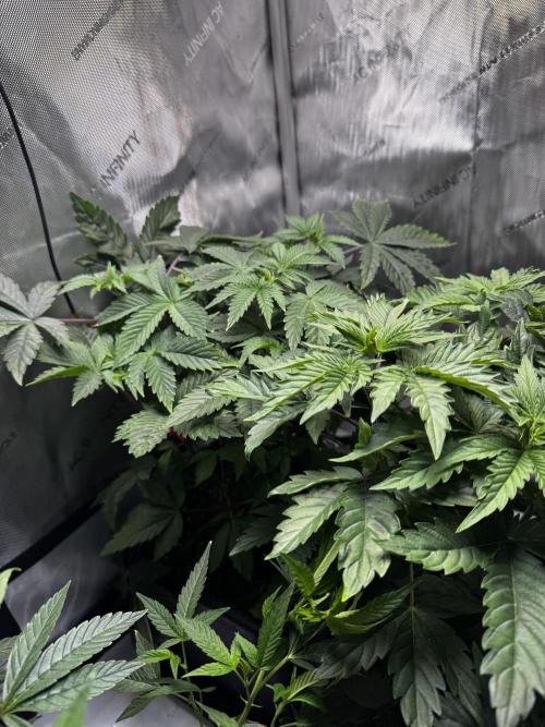 2x Dantes Cherrycana Revers. Week 6