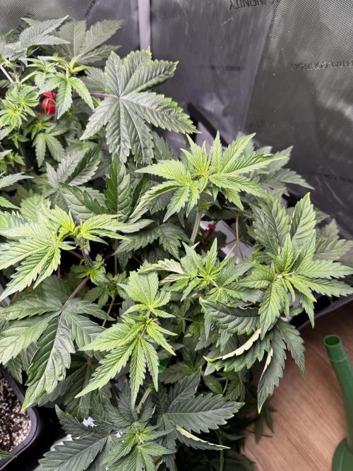 2x Dantes Cherrycana Revers. Week 6