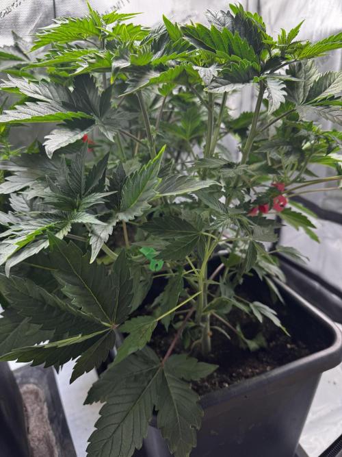 2x Dantes Cherrycana Revers. Week 6