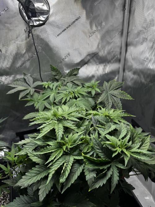 2x Dantes Cherrycana Revers. Week 6