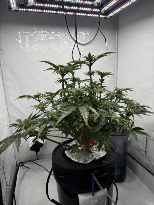hydroponic Dante’s Cherrycana. Week 8
